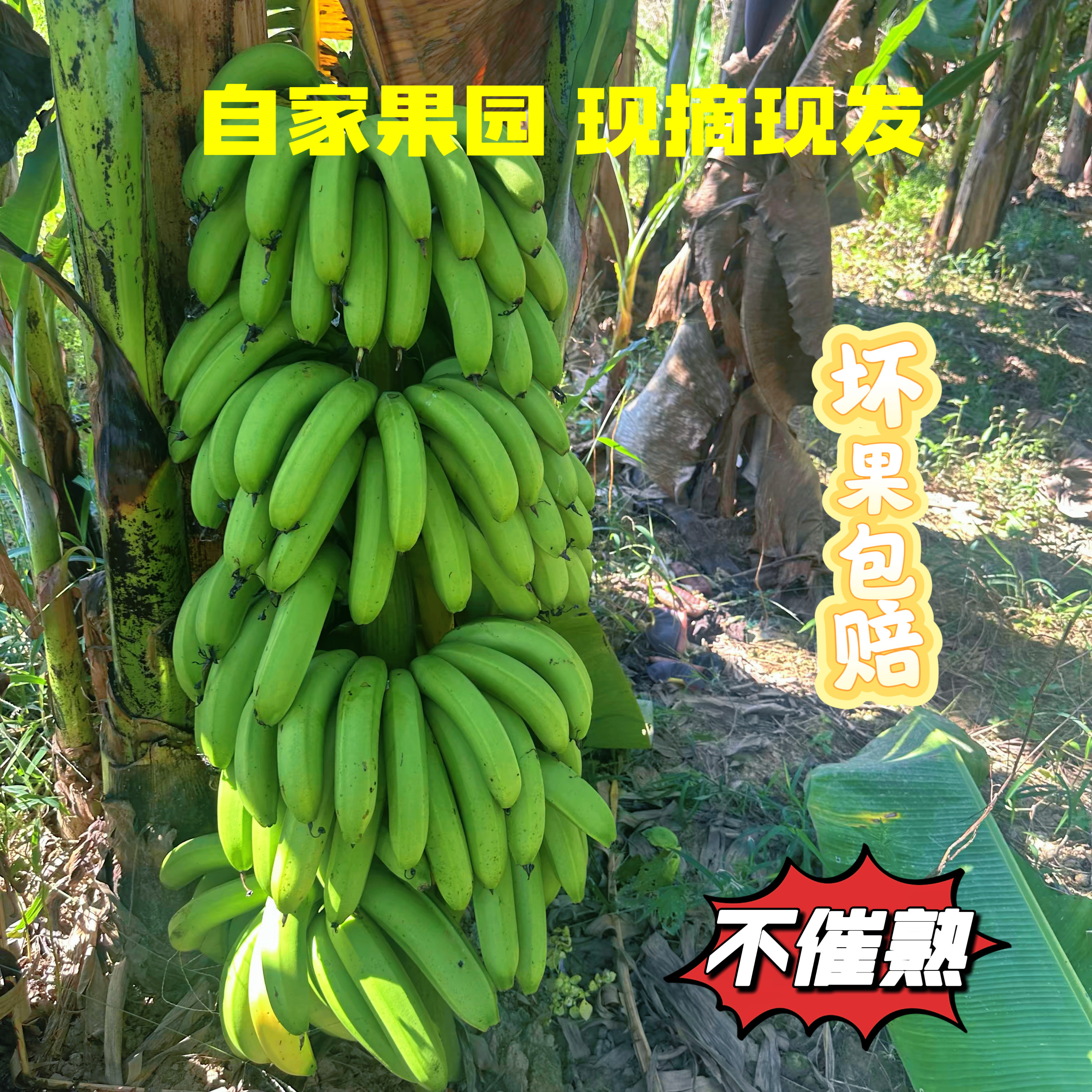自家果园现摘香蕉5斤 现砍现发 青果发货 自然放熟鲜果
