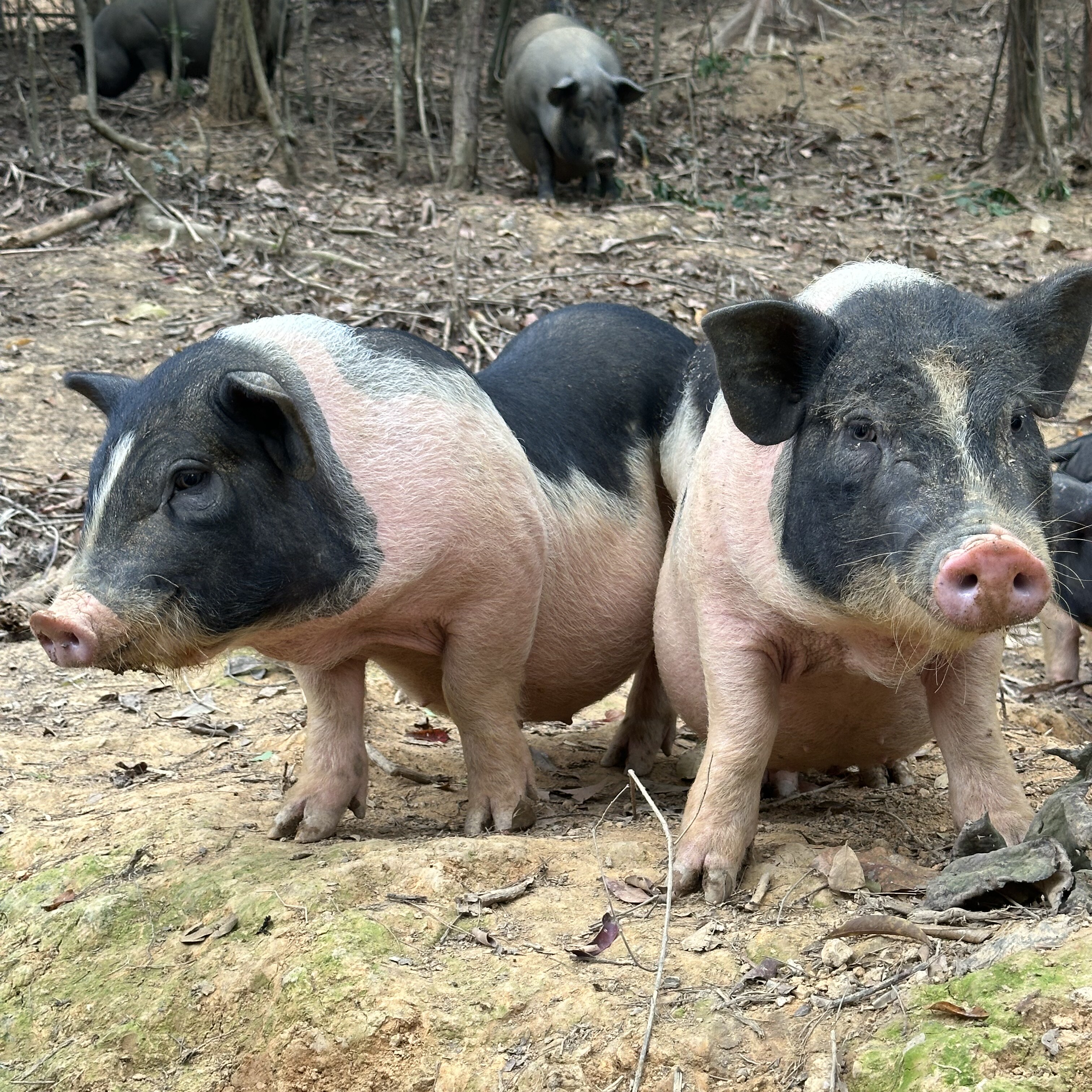 直播分肉新鲜 现切 现发 陆川香猪猪肉43.6一斤 顺丰冷链按斤