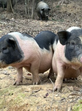 直播分肉新鲜 现切 现发 陆川香猪猪肉43.6一斤 顺丰冷链按斤