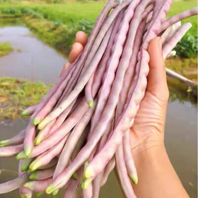 百年老品种豆角种子非转基因八月秋豇豆角种子四季蔬菜种可留种子