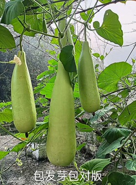农家非转基因大型瓠子瓜蒲瓜巨型瓠瓜白瓜种仔/四季长棒耐热菜种