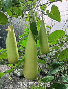 农家非转基因大型瓠子瓜蒲瓜巨型瓠瓜白瓜种仔/四季长棒耐热菜种