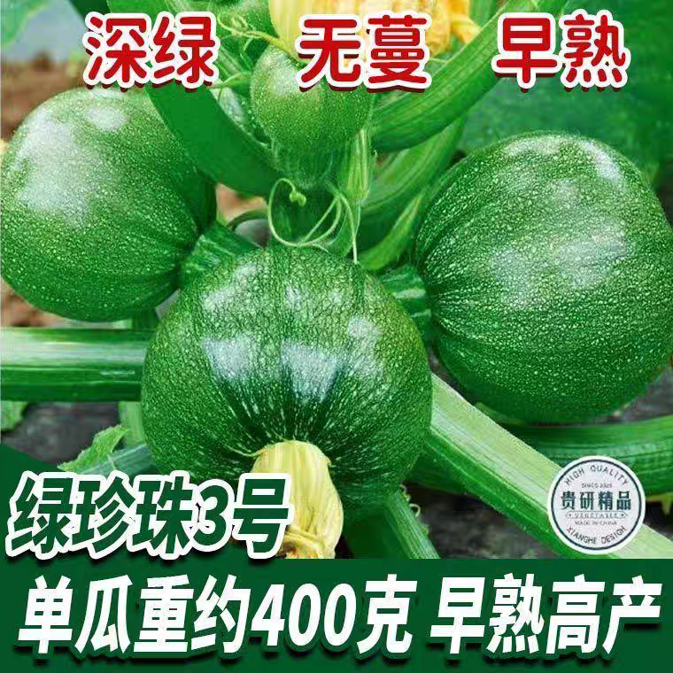 无蔓绿珠小青瓜种子早熟小南瓜种子短藤无蔓农户大田高产蔬菜种子