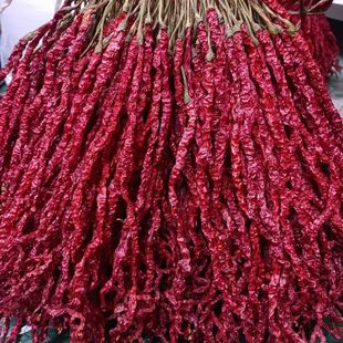 贵州超长线椒种子香辣线椒中早熟薄皮特长高产辣椒皱辣椒种仔蔬菜