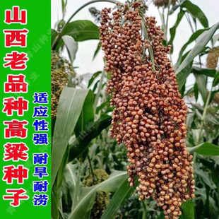 老品种红高粱种子非转基因糯高粱种子高产抗旱高粱种子农家自种