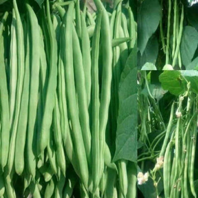 上架四季豆种子高产爬藤架豆春秋四季豆芸豆种子四季易种蔬菜种子