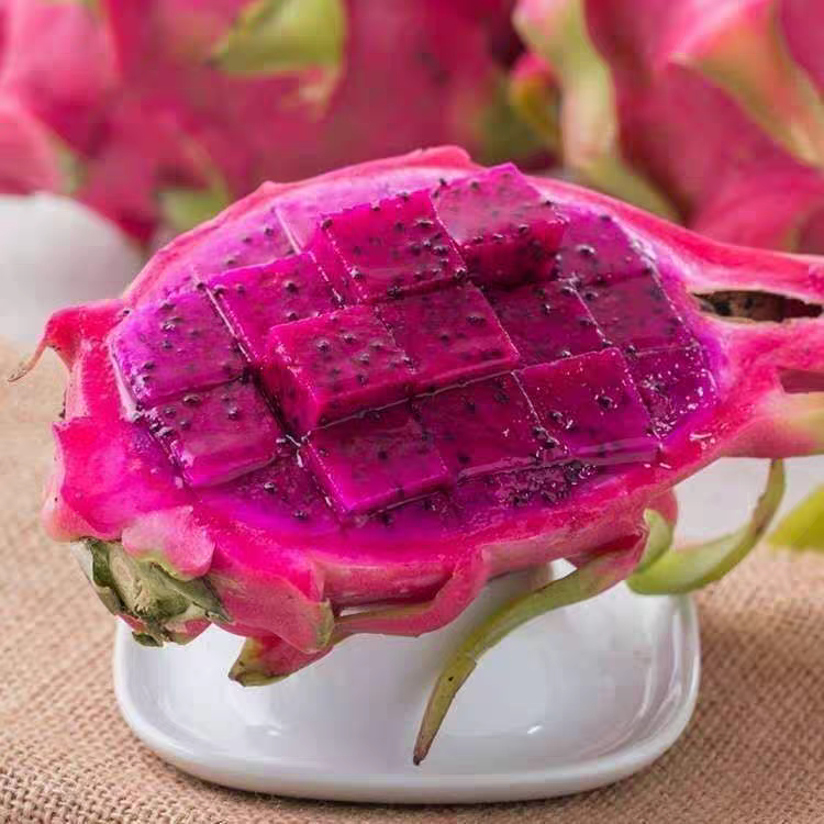 红心火龙果种籽四季种植盆栽水果蔬菜种子火龙果种籽