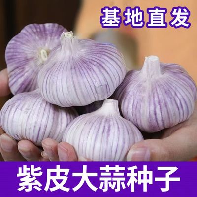 老品种农家自种紫皮大蒜种子蒜苔蒜苗紫皮大蒜头干蒜特大果