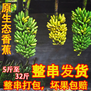 新鲜高州香蕉一整串成发货香蕉