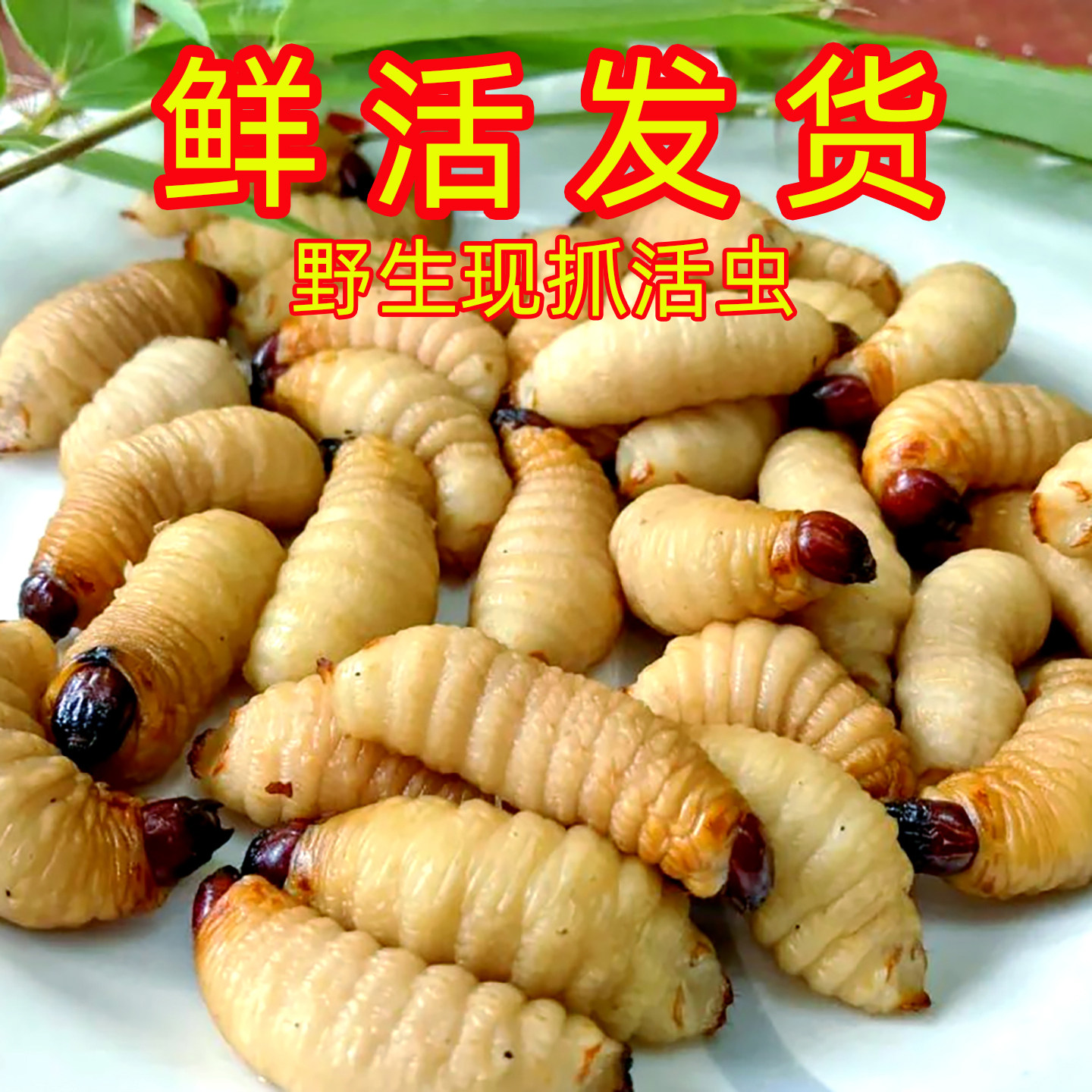 新鲜现抓野生竹虫包邮生活发货竹虫竹象虫大虫象鼻虫笋子虫竹昆虫
