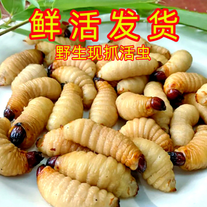 新鲜现抓野生竹虫包邮生活发货竹虫竹象虫大虫象鼻虫笋子虫竹昆虫