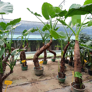 滴水观音四季绿大叶植物常青净化空气水土种盆栽室内盆景包邮