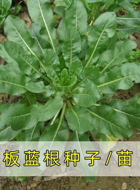 板蓝根种子种籽菜大青叶菘蓝药用材春秋季四季种阳台种苗孑