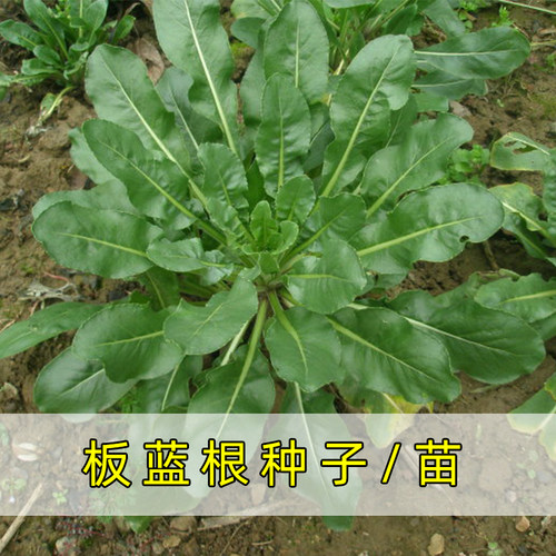 板蓝根种子种籽菜大青叶菘蓝药用材春秋季四季种阳台种苗孑