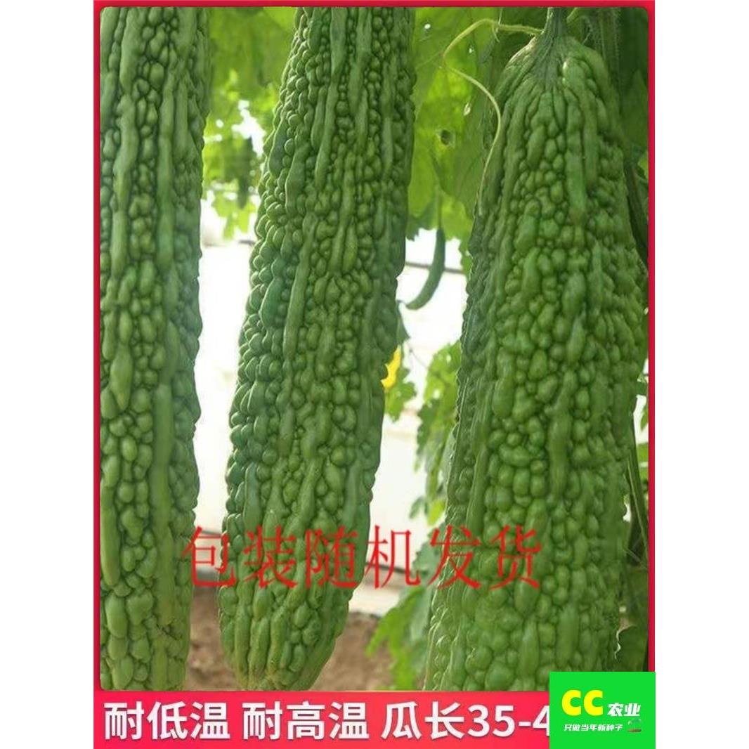 苦瓜种子高产特大苦瓜籽长绿杂交疙瘩南方耐热抗病蔬菜种子瓜种籽