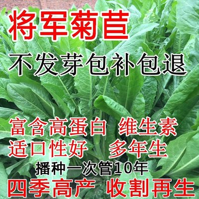 进口将军菊苣种子牧草四季大叶多年生耐寒养殖猪鸡鹅鱼兔菊苣种籽