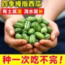 拇指西瓜種籽迷你蔬菜小水果種子秧苗母指四季 春秋陽臺盆栽瓜果孑