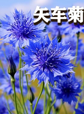 矢车菊花种子四季播种开花蓝芙蓉花籽春秋庭院室外阳台盆栽花种籽