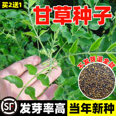 甘草种子纯新材种籽苗新疆耐寒红皮甘草种苗四季种植草甜根子