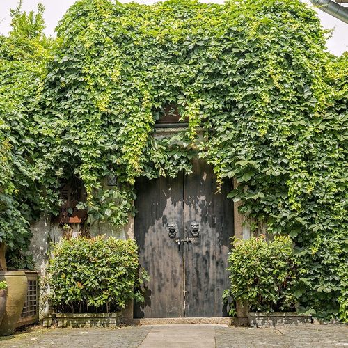 爬藤爬墙虎花卉种子爬山虎苗攀援爬藤观叶植物 三叶地锦四季易种