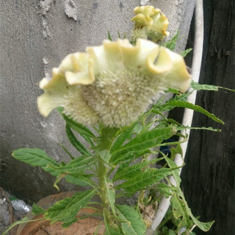 白色鸡冠花花籽苗耐旱耐热四季种易活盆栽庭院扇状凤尾鸡冠花种子