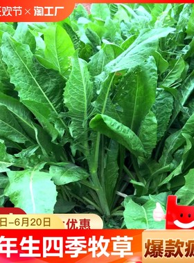 将军菊苣净籽多年生耐寒抗旱营养均衡阔叶菜四季生长养猪牧草种子