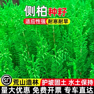 侧柏种籽耐旱耐贫瘠多年生护坡固土草籽城市道路绿化水土保持种子