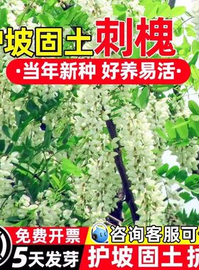 刺槐种子食用洋槐树籽白花槐国槐籽紫穗槐护坡灌木绿蜜源牧草种籽