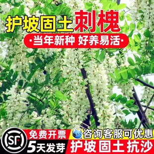 刺槐种子食用洋槐树籽白花槐国槐籽紫穗槐护坡灌木绿蜜源牧草种籽