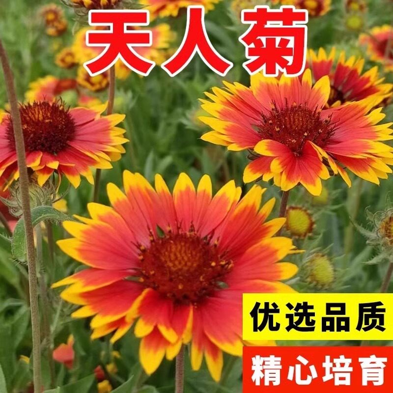 天人菊种子虎皮菊种籽四季开花宿根花种籽子春秋播种耐寒园林花海