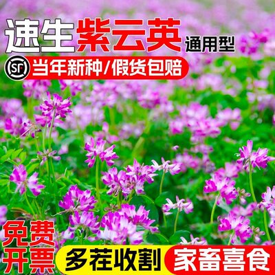 紫云英高产红花草草籽四季多年生