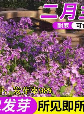新采沙打旺种子多年生牧草防沙