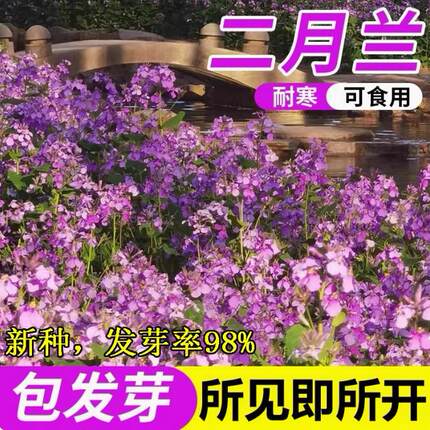 二月兰种子 耐寒耐荫春秋季播花卉籽绿化景观花绿肥诸葛菜种籽