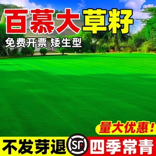 矮生百慕大草籽四季常青耐践踏草皮草籽绿化草坪种子足球场草种籽