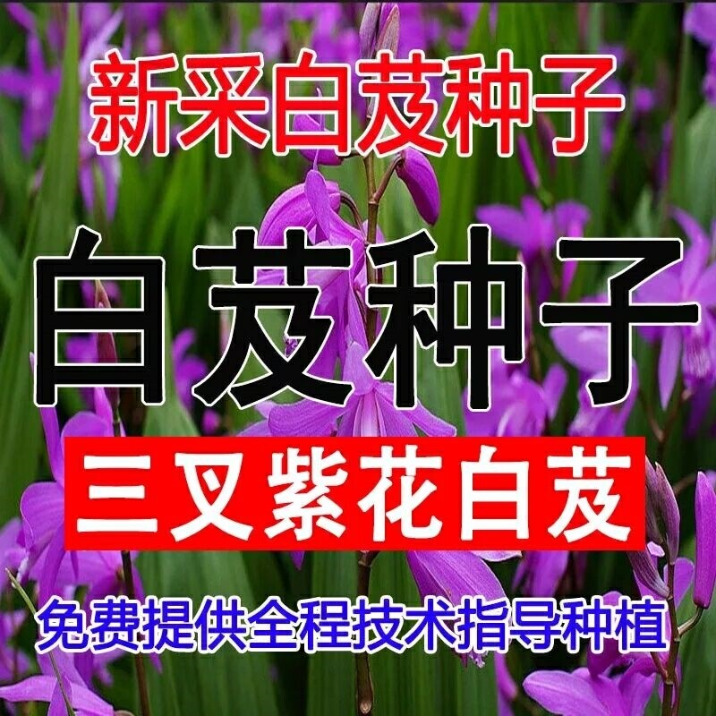 包邮白芨种子 紫花三叉大白芨种子小白芨不是水白及种籽珍贵药材