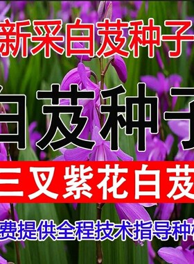 三叉白芨珍贵种子包邮