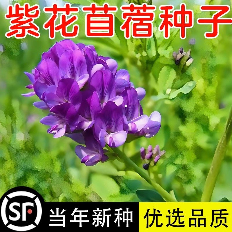 紫花苜蓿草种籽多年生牧草种子四季养殖喂羊牛鸡鸭鹅草鱼牧草种籽,鲜花速递/花卉仿真/绿植园艺,家庭园艺种子,淘宝优惠券,粉丝福利购,淘宝优惠卷