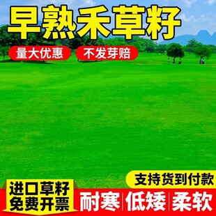 早熟禾草籽进口草坪草种子四季常青矮脚护坡高羊茅南北方耐寒草孑
