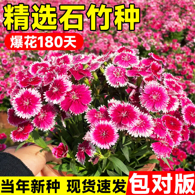 五彩石竹花种籽子四季播种重瓣欧石竹盆栽花籽室外地被庭院花种孑图片