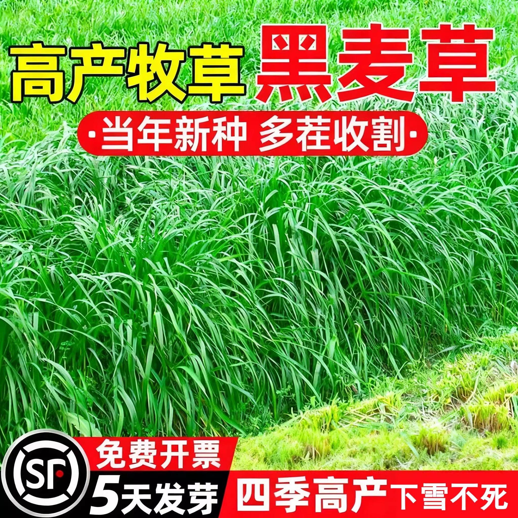 黑麦草草籽四季高产草籽多茬收割畜牧养殖家禽喜食高蛋白牧草种籽