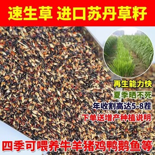 进口苏丹草种子高丹王草籽墨西哥玉米草牧草种子四季青牛羊鱼草籽