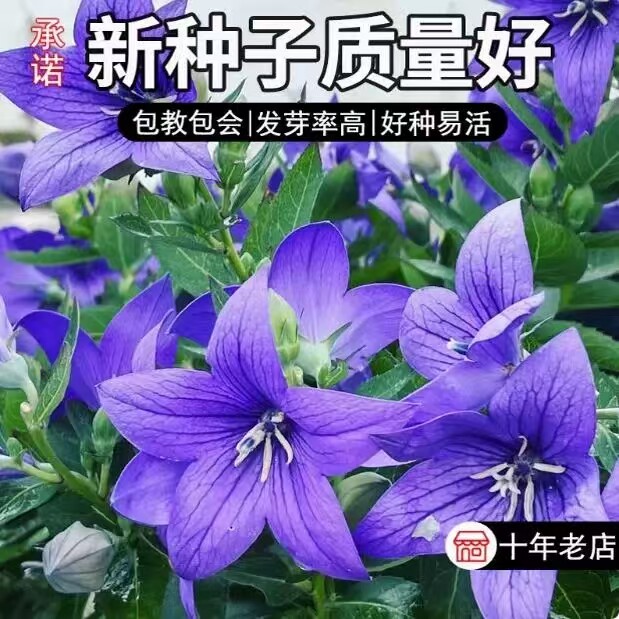 桔梗籽新产优质中药材四季播种图片