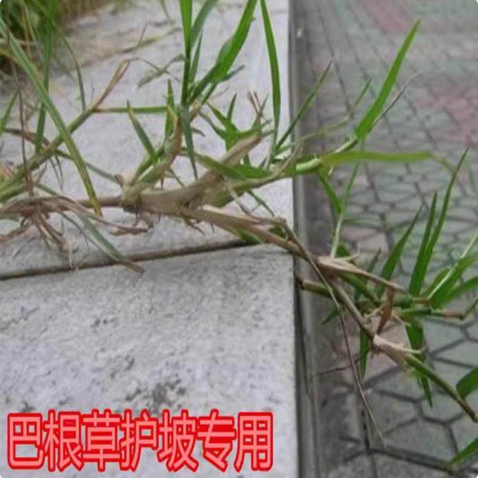 巴根草牛筋草种子铁线草护坡草籽爬地草狗牙根护坡种子防水土流失