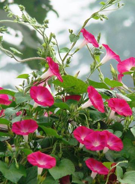 藤蔓牵牛大花牵牛花种籽爬藤四季种花草阳台盆栽庭院喇叭花卉种子