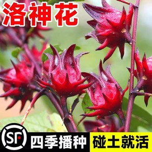 红桃k种子籽洛神花种子四季红金梅苗种孑玫瑰茄树苗盆栽四季开花
