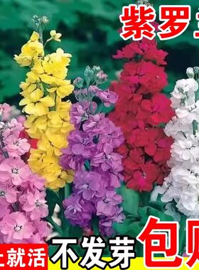 紫罗兰花四季易种室内庭院种植