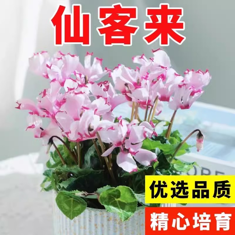 仙客来种子萝卜海棠兔耳花籽