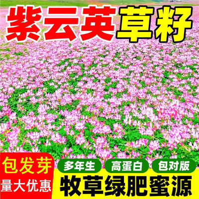 紫云英红花草蜜源固氮果园绿肥