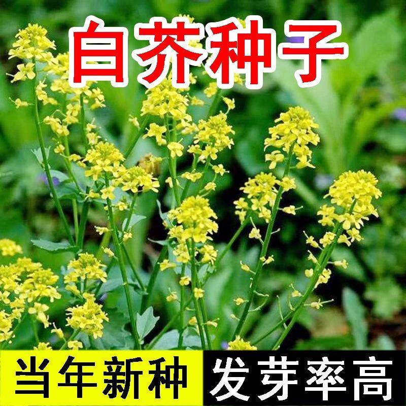 白芥子种子中药材新货克籽白芥末籽白芥子种子白芥子粉可磨白芥末,鲜花速递/花卉仿真/绿植园艺,家庭园艺种子,淘宝优惠券,粉丝福利购,淘宝优惠卷