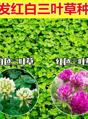 白三叶草种子绿化草籽进口草坪种子三叶草 酢浆草四季花种子